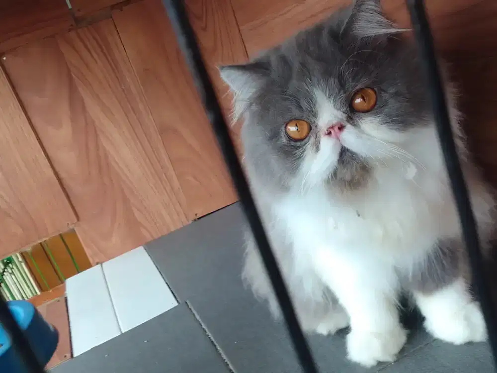 Kucing Peaknose sepasang