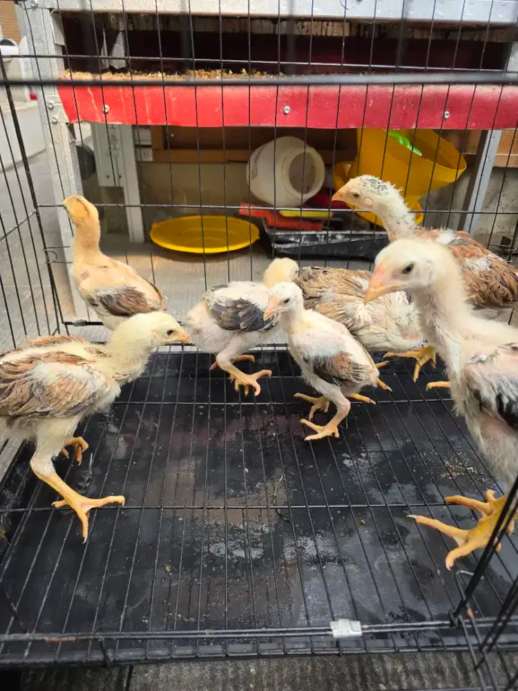 Anakan ayam indio gigante 3 minggu