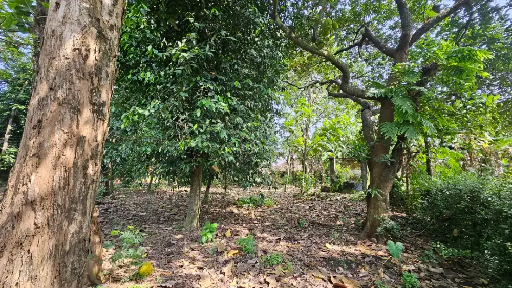 Jual Tanah Kebun Luas 5 km dari pintu tol