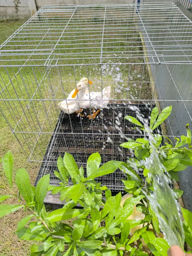 Bebek Peking Jantan Untuk Hias