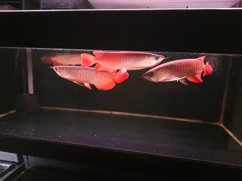 Arwana Super Red 23-25cm