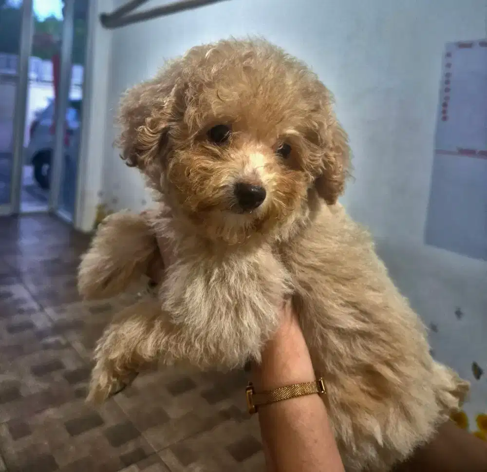 Anjing anakan poodle