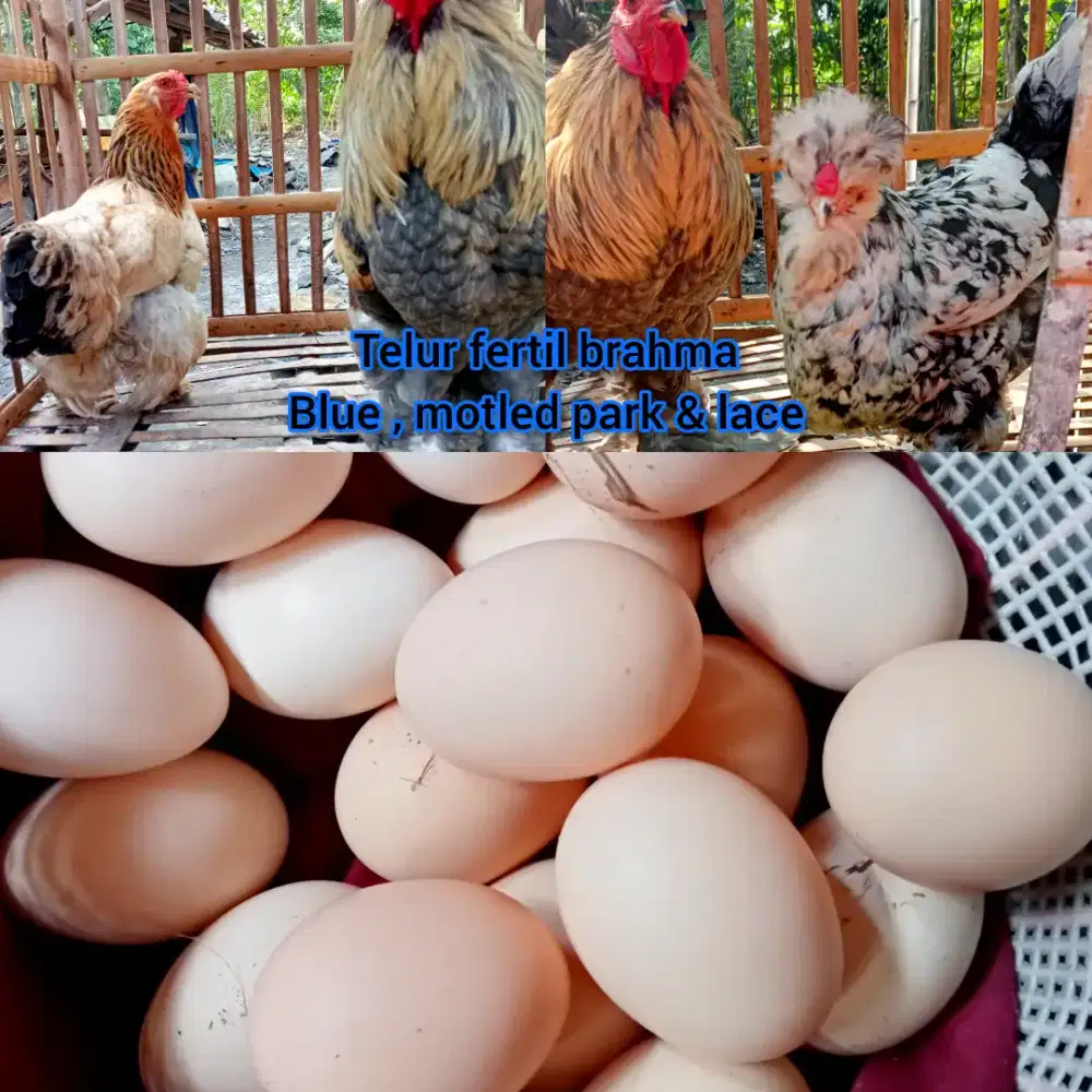 Telur ayam brahma fertil siap ditetaskan