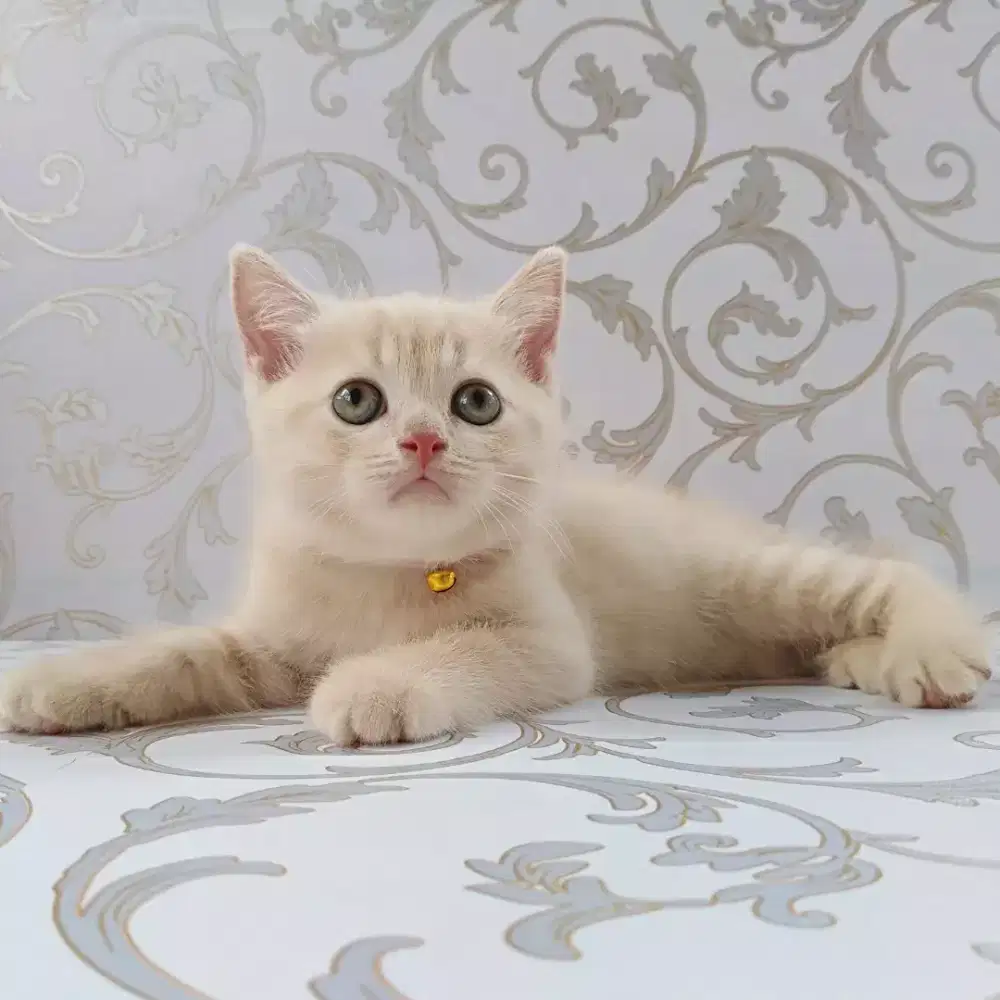 Kucing bsh kitten cream