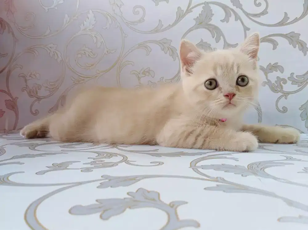 Kucing bsh kitten cream