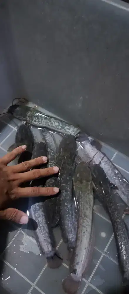 Lele konsumsi UK sedang