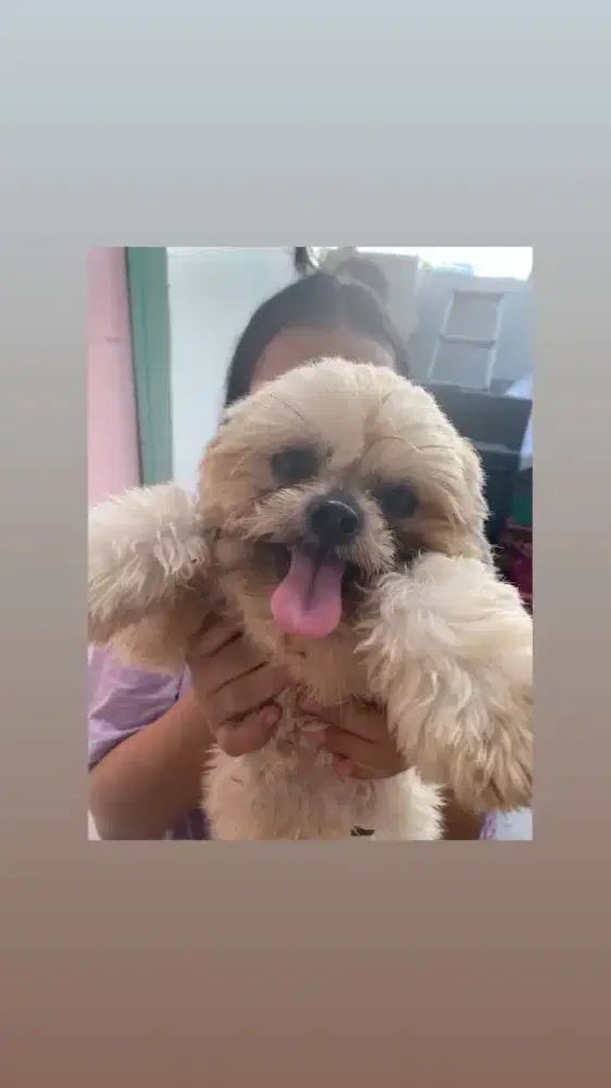 mini shihtzu jaminan pure