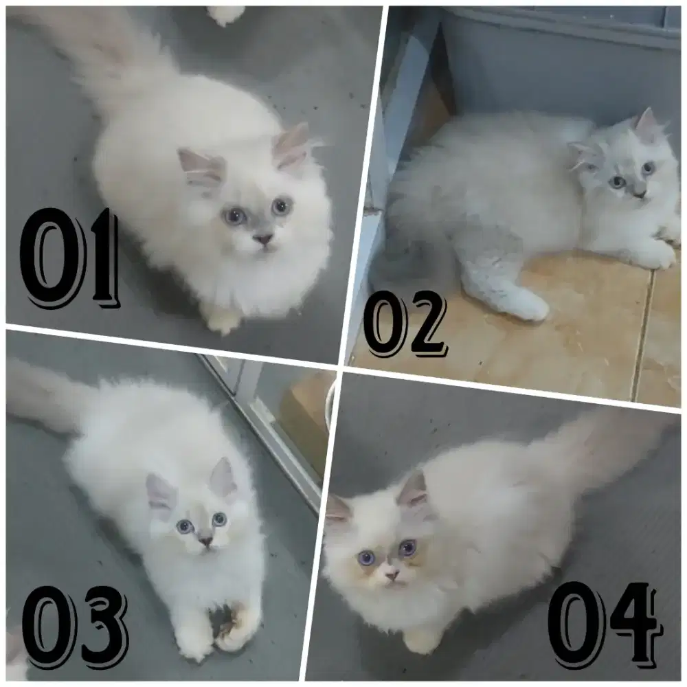 Ready adopt kitten ragdoll