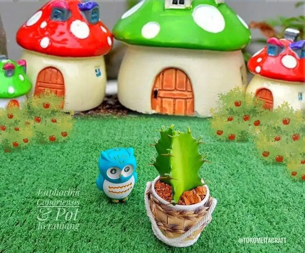 Sukulen Euphorbia dengan Pot Model Ember Jepang Klasik