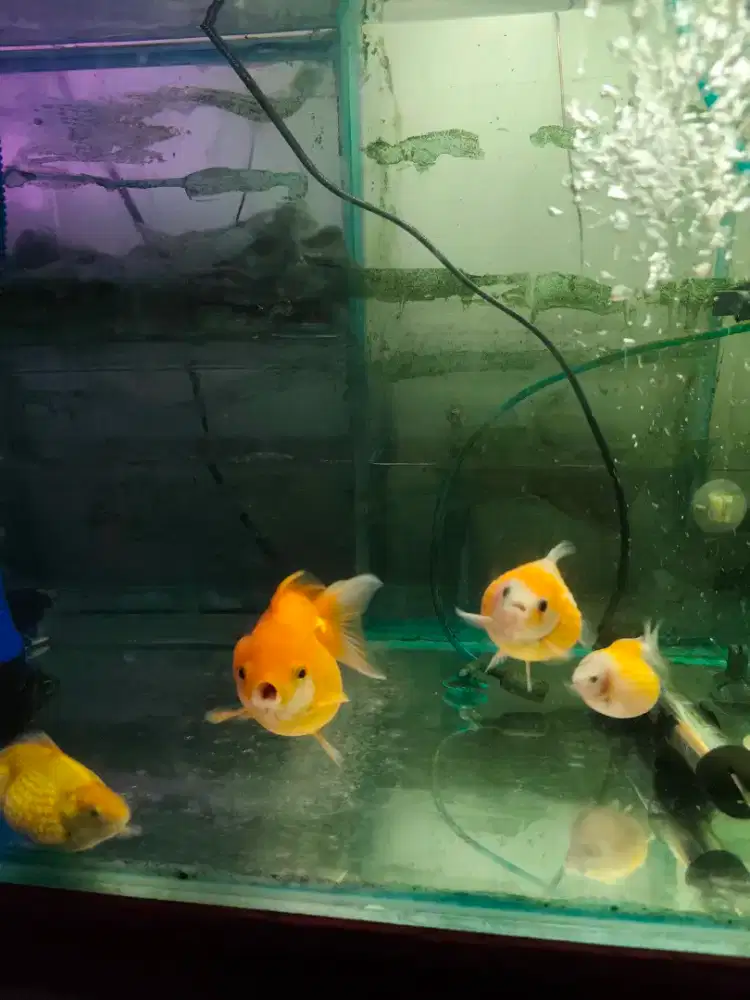 Ikan rancu Dan balin tikus