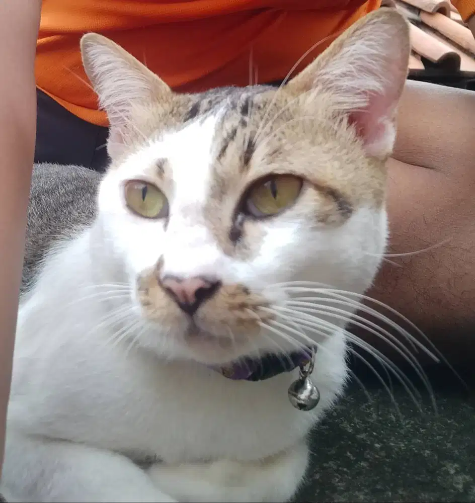 adopsi kucing jantan