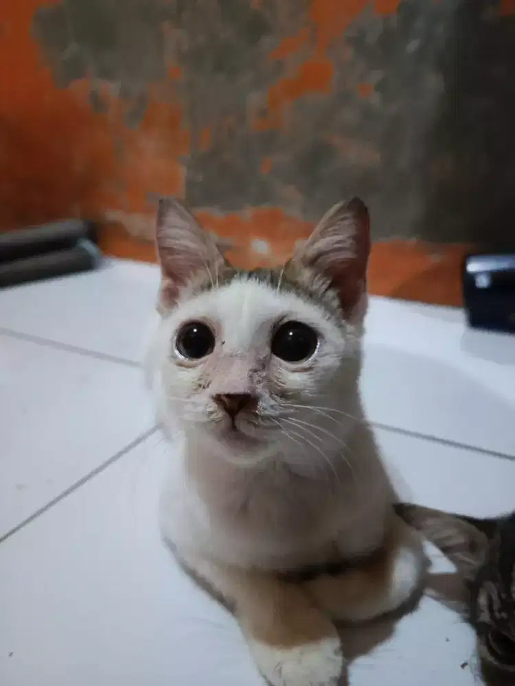 la kucing persia putih abu betina