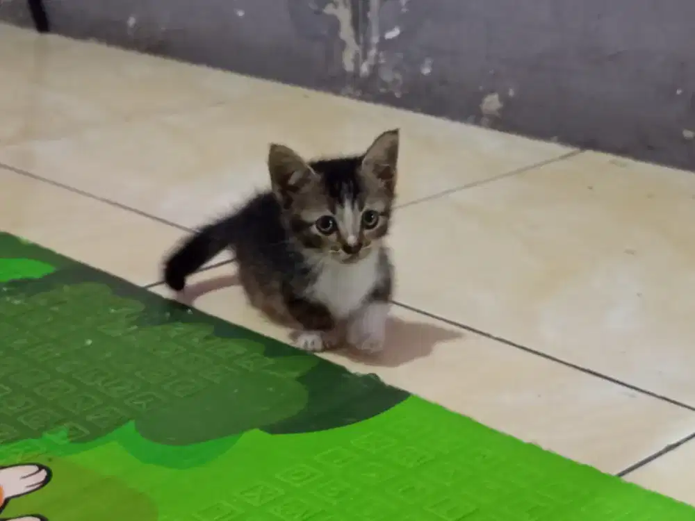 Kucing munchkin / kucing cebol