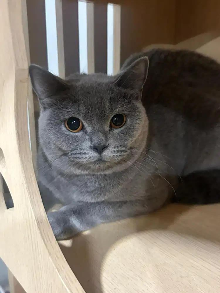 Kucing british shorthair betina ped bsh british short hair