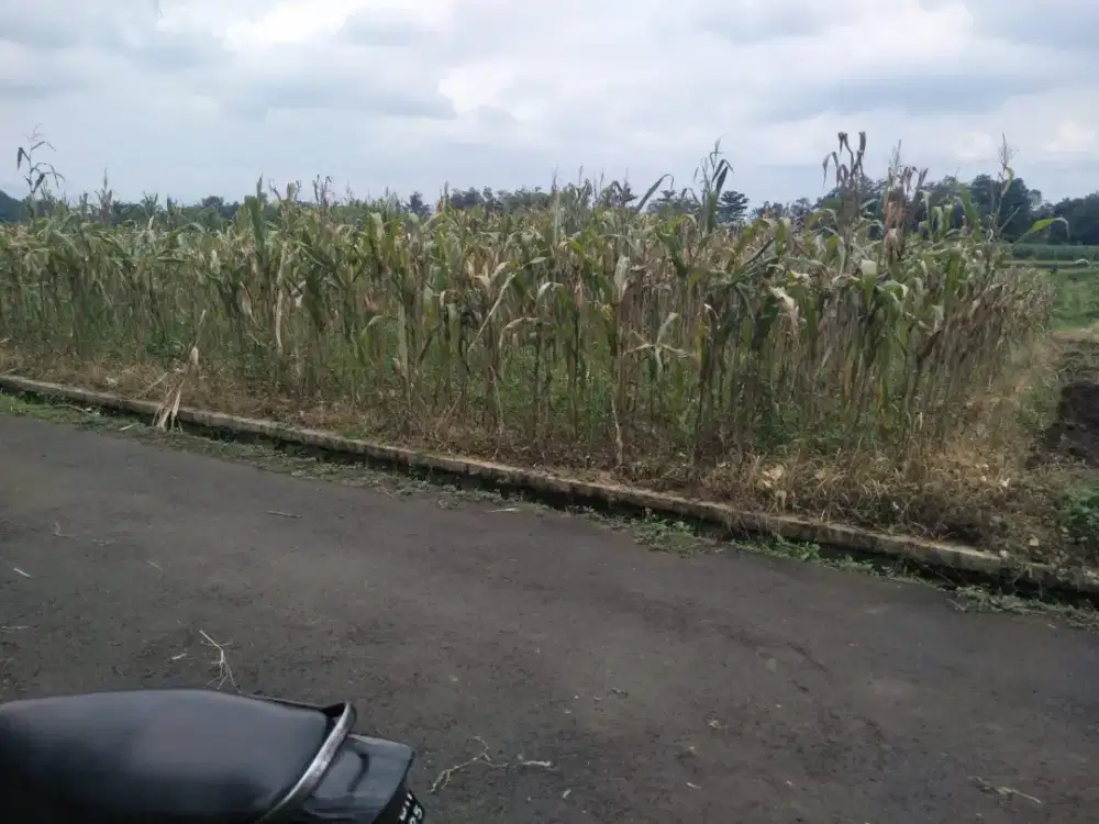 DIJUAL TANAH PEKARANGAN