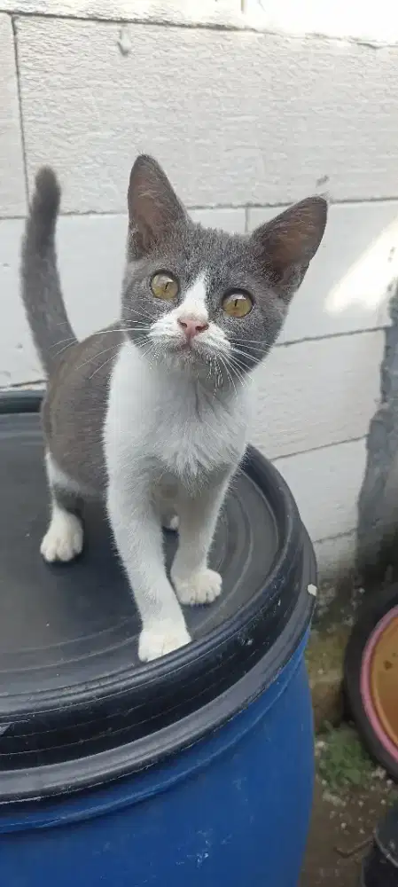 Kucing mix BSH betina deltasari waru