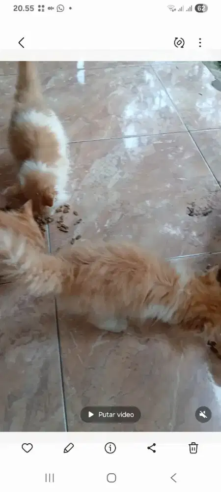 Open adopsi anakan kucing