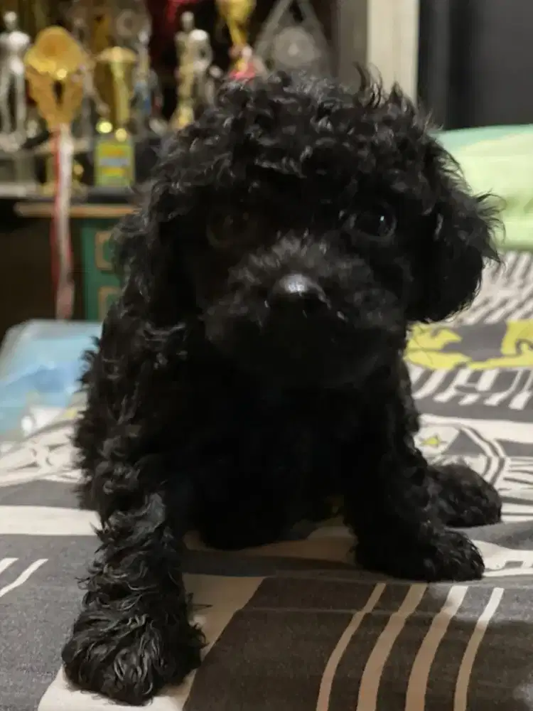 Toy poodle black