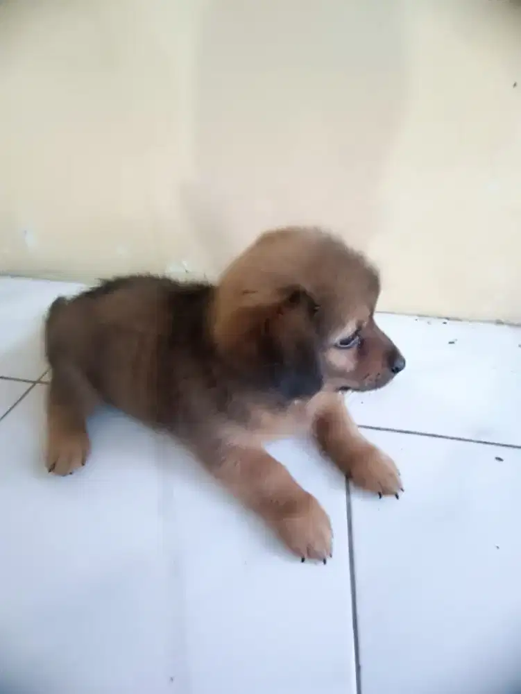 anjing 2 bulan murah mix tekel