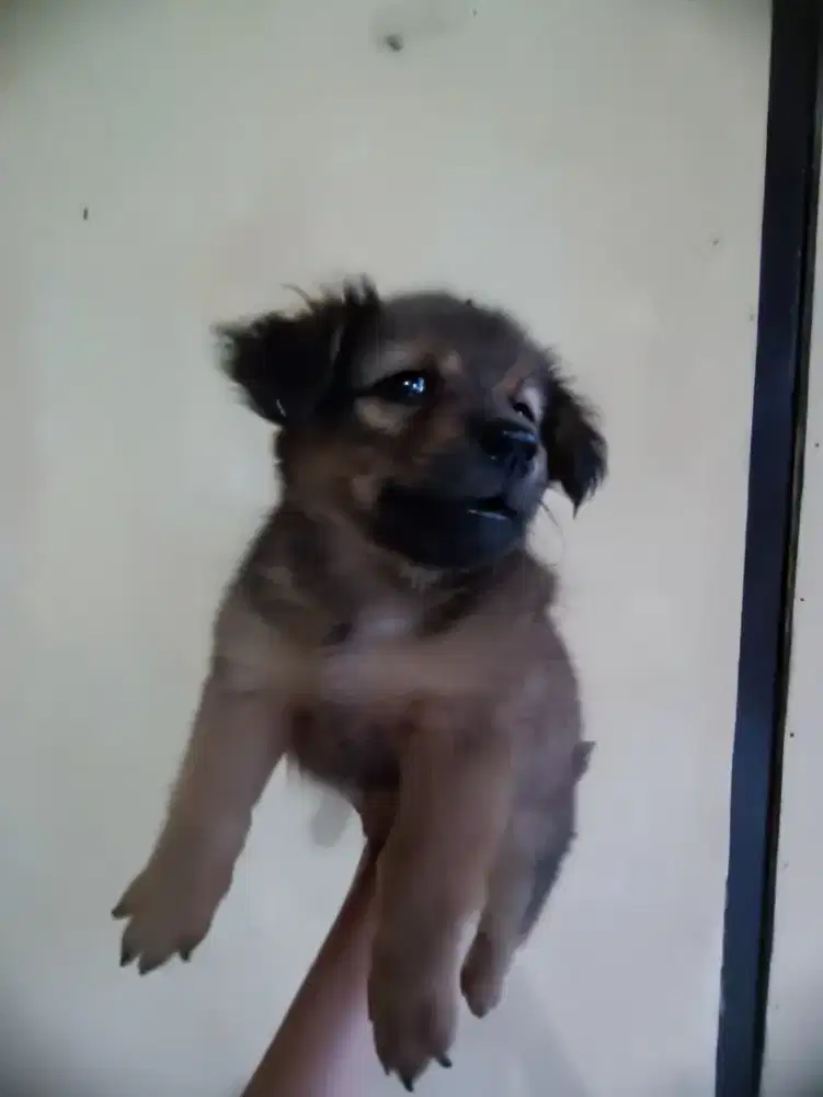 anjing kaki pendek usia 2 bulan