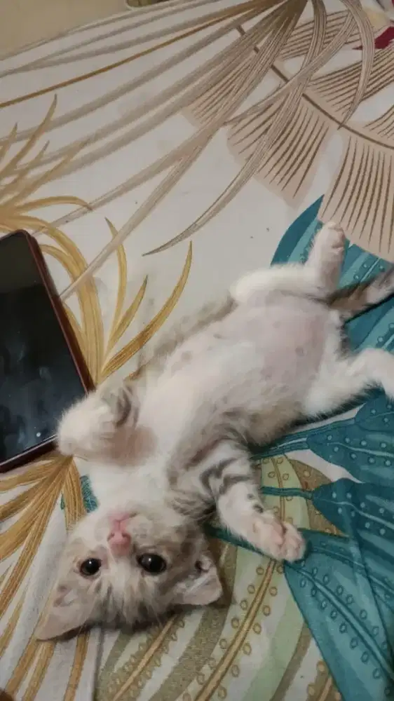 Scottish fold betina 2,5bln