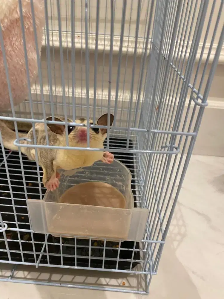 sugar glider tipe platinum Male