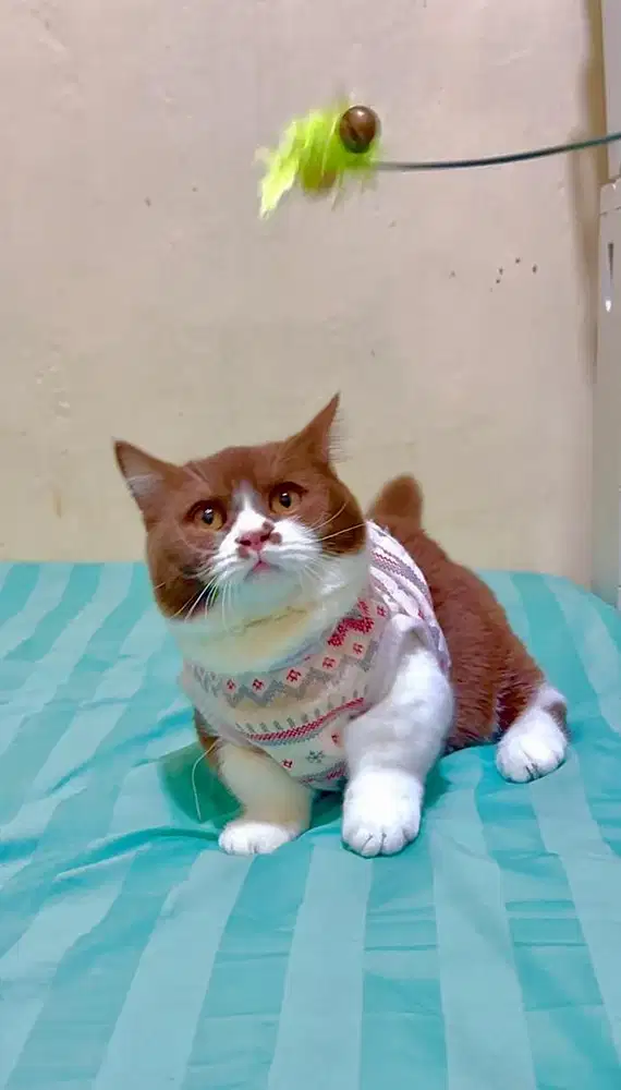 Kucing BSH Munchkin Cinnamon