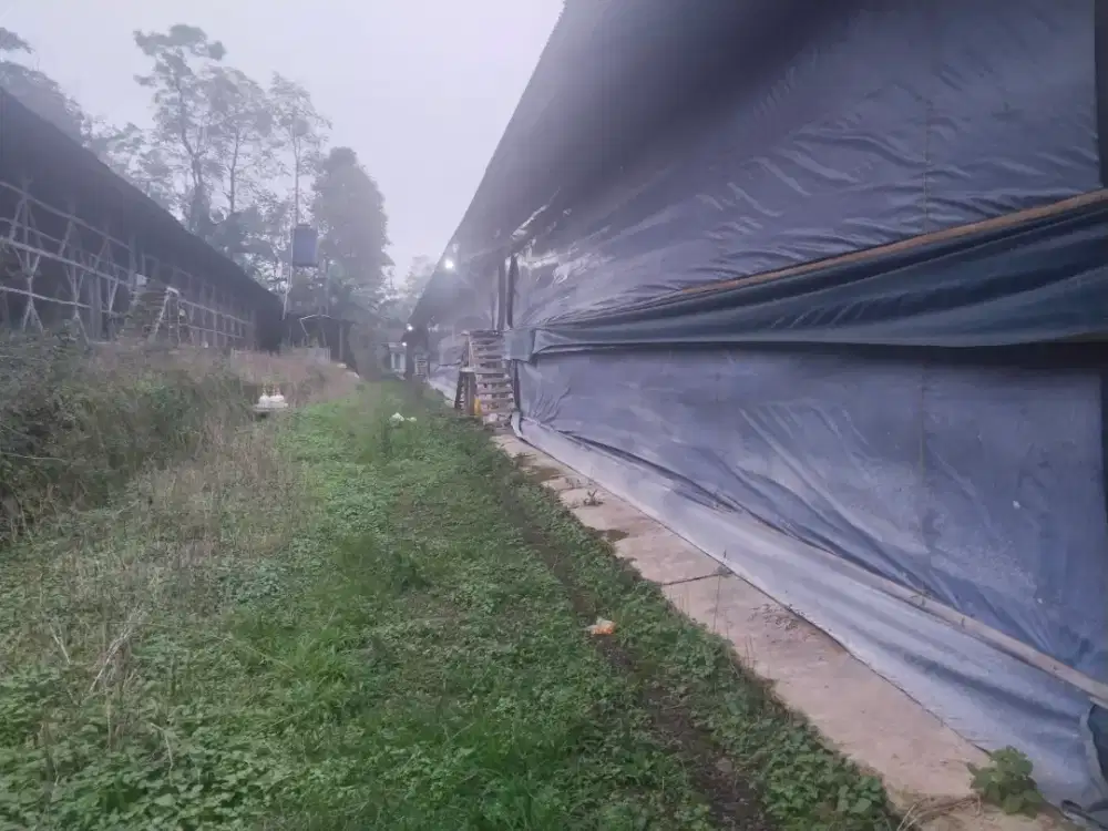 Dijual peternakan ayam masih produktif