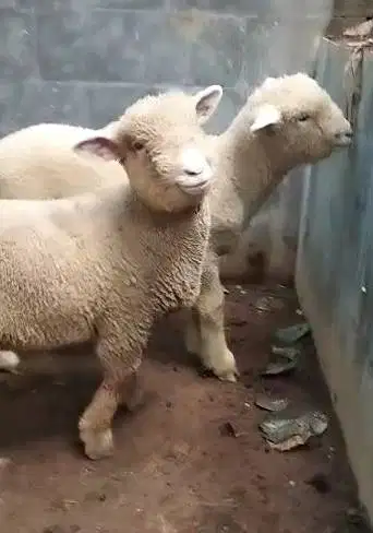3 pasang anakan domba merino 3 jantan 3 betina 4 bln exotik unik puas