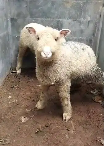 3 pasang anakan domba merino 3 jantan 3 betina 4 bln exotik unik puas