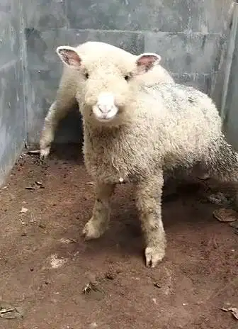 3 pasang anakan cempe domba merino 3 jantan 3 betina 4 bln exotik unik