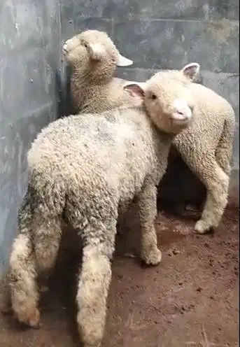 3 pasang cempe domba hias merino super 4 bln 3 jantan 3 betina exotik