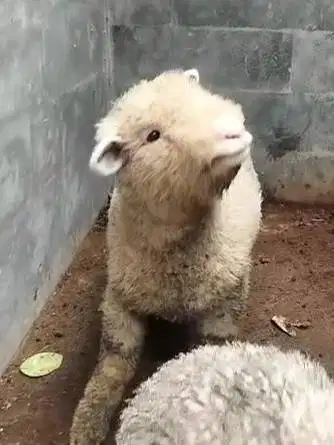 3 pasang cempe domba hias merino super 4 bln 3 jantan 3 betina exotik