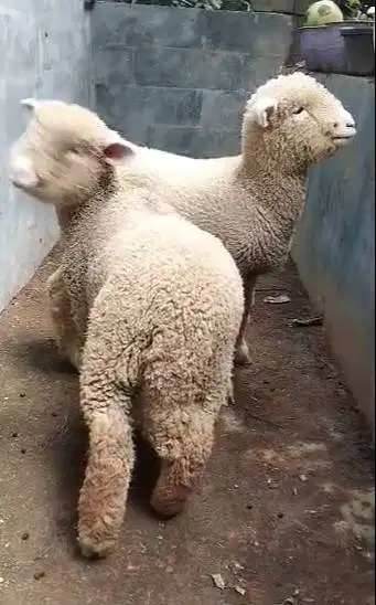 3 pasang cempe anakan domba merino super 3 jantan 3 betina 4 bln puas