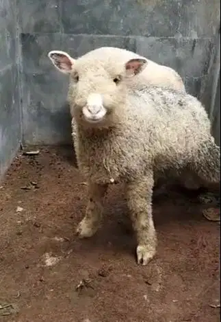 3 pasang cempe anakan domba merino super 3 jantan 3 betina 4 bln puas