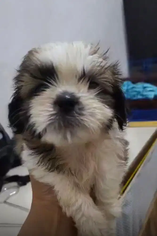 Shihtzu shitzu pure non stambum