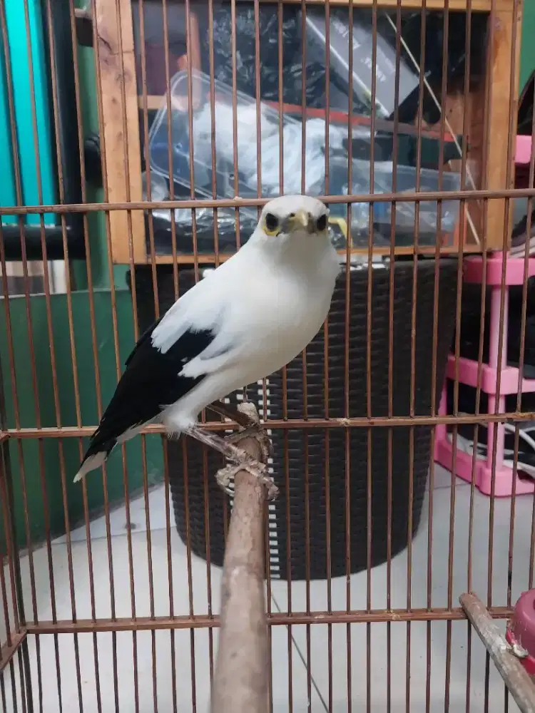 Burung putih ngoceh ngerol isian LB fullset
