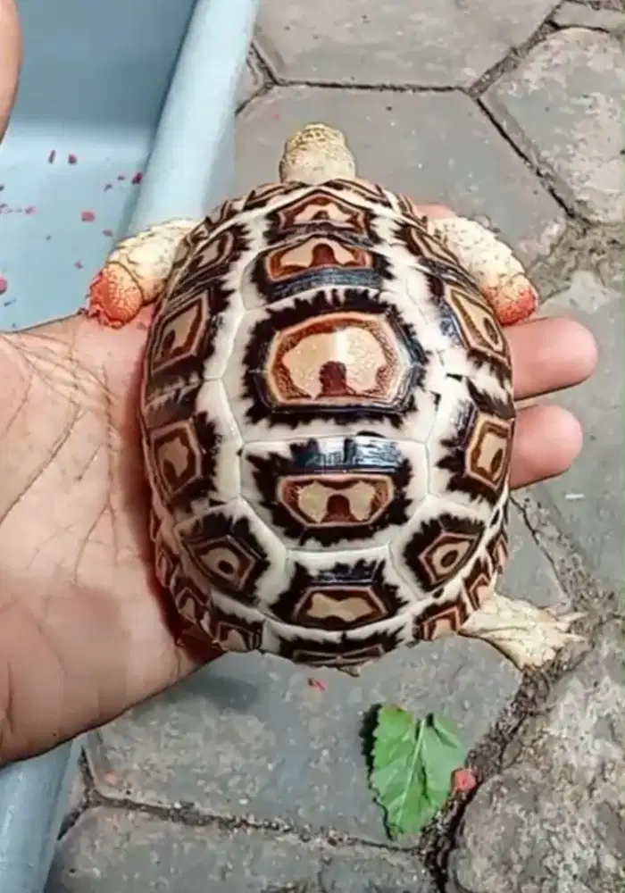 somalia giant pardalis cb