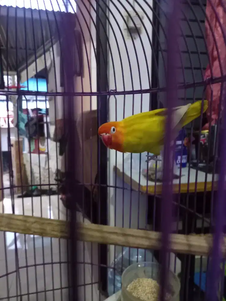 LOVEBIRD PASTEL KUNIING + kandang