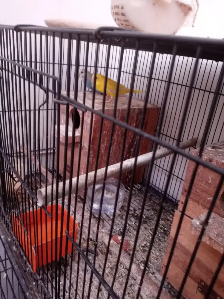 Parkit sejodoh sudah produksi dua kali