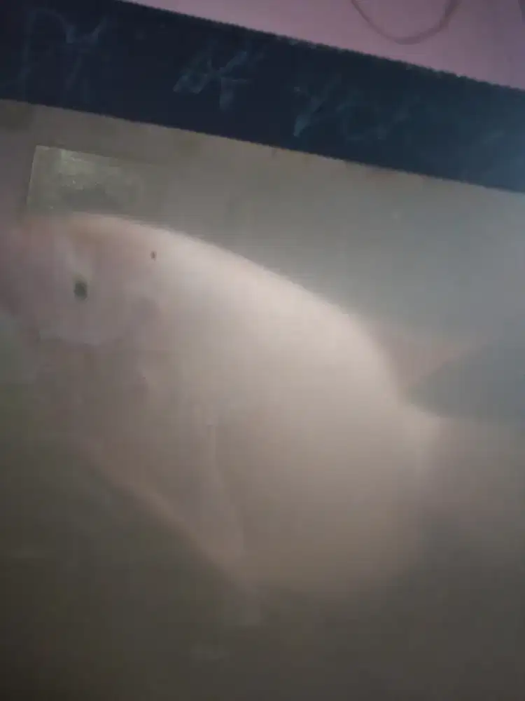 Ikan gurame padang free 2 aquarium