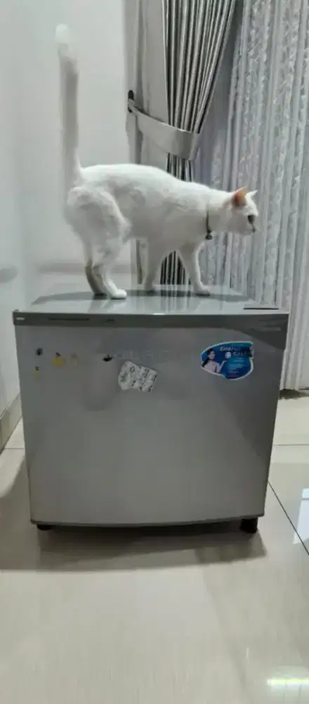 Kulkas glacio toshiba