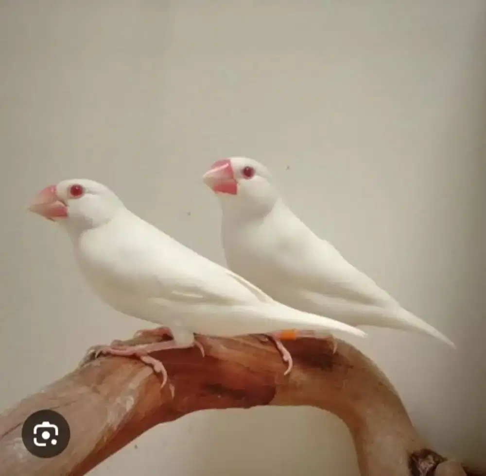 Glatik albino sepasang siapan