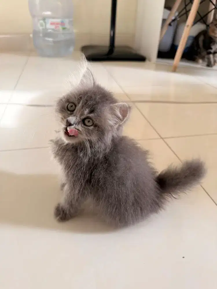 Kucing BSH mix Persian Flat Nose