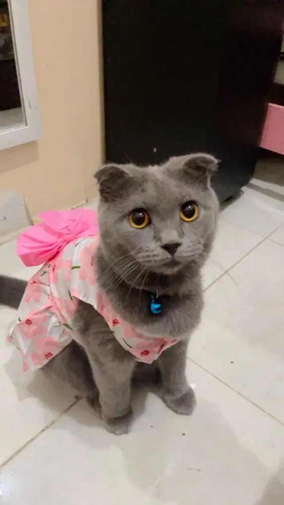 Scottish fold mix bsh