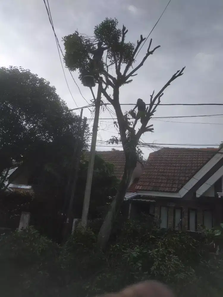 Tebang pohon dan pangkas