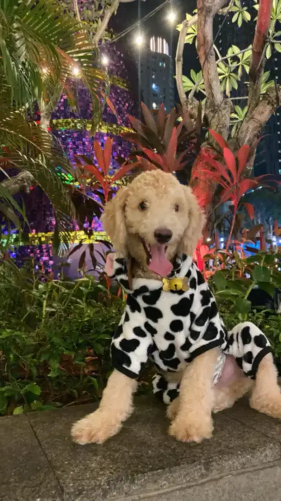 TOY PUDDLE CHAMPAGNE