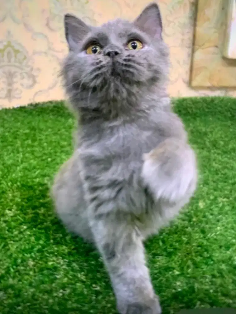 British long hair  betina 5 bulan