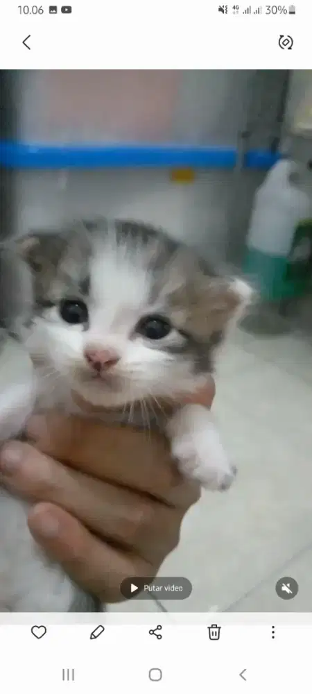 Persia medium nose jantan