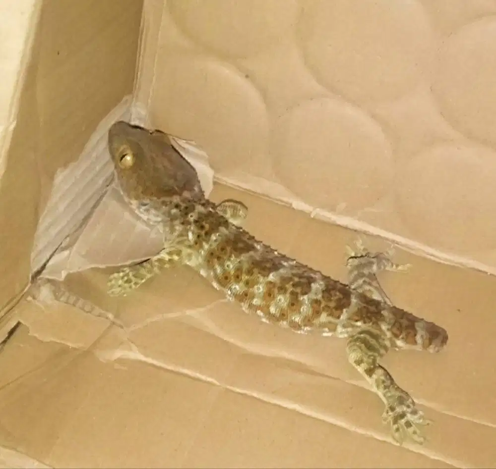 tokek buntung rumahan